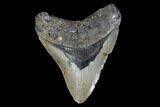 Fossil Megalodon Tooth - North Carolina #119433-1
